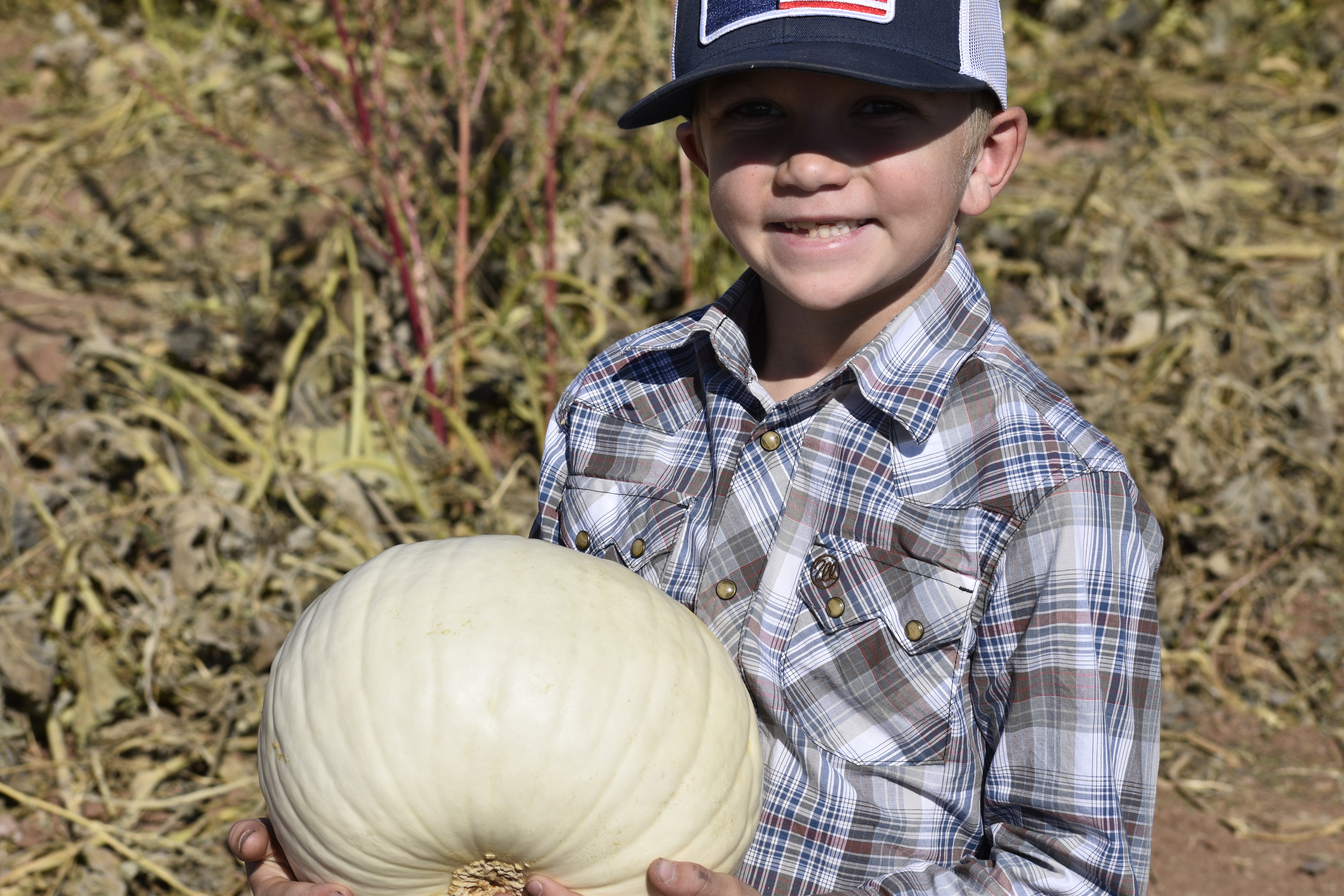 Pumpkin Patch 1
