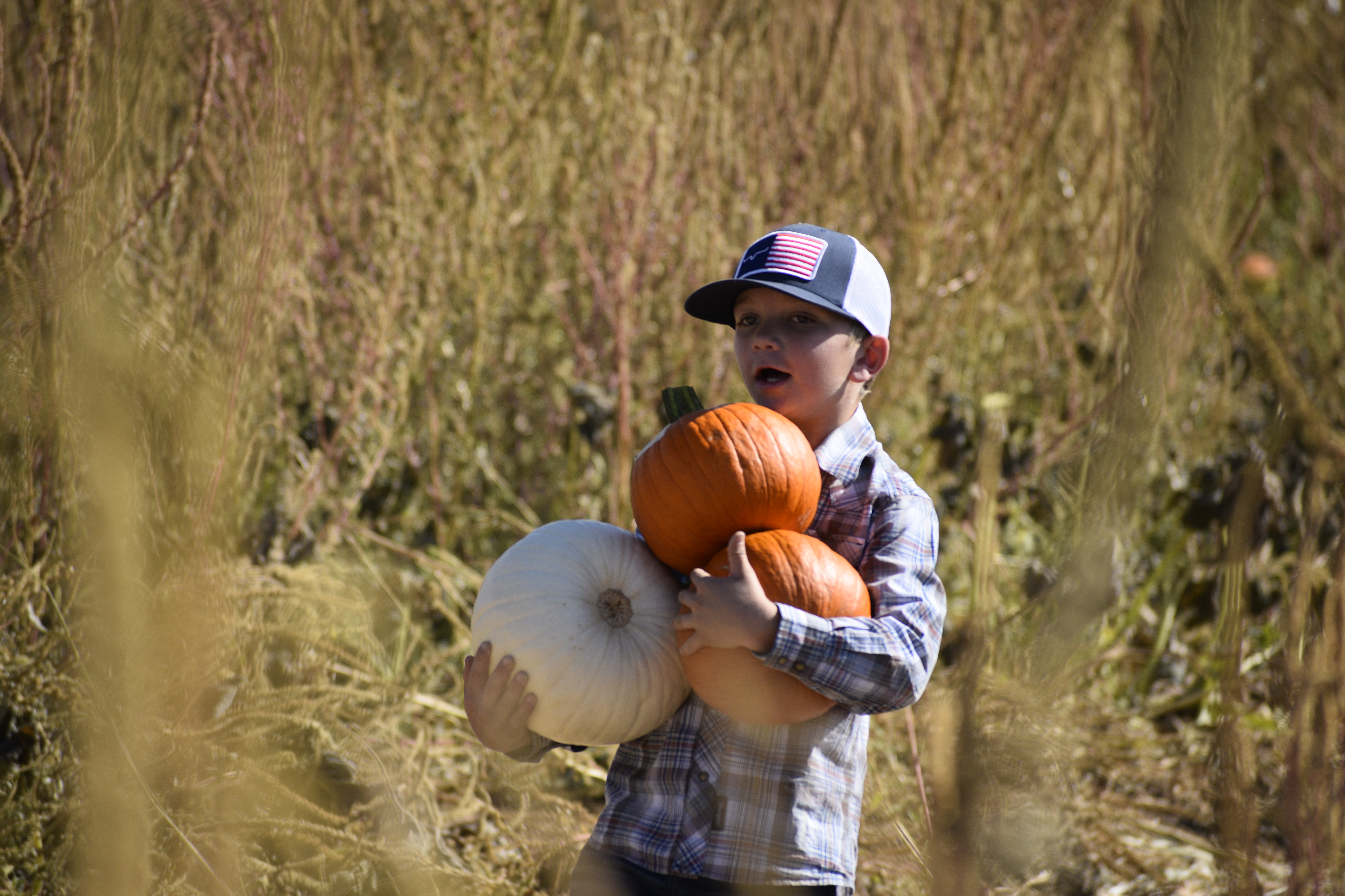 Pumpkin Patch 1