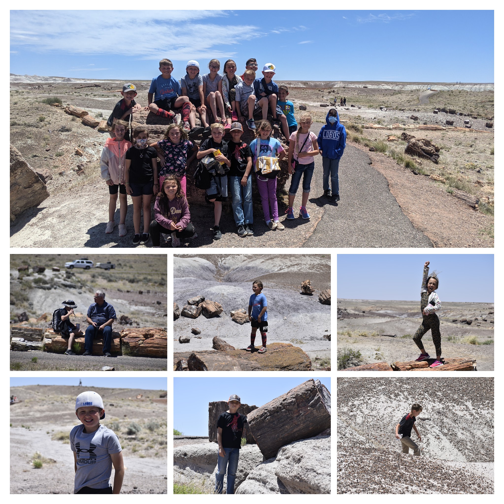 petrified forest