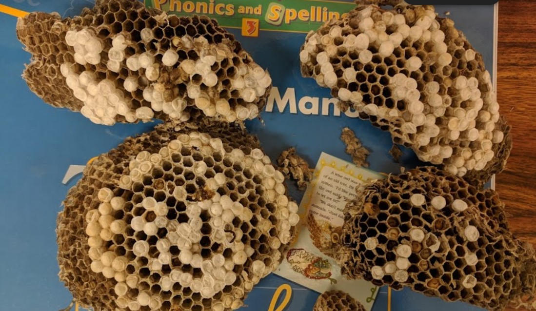 wasp nest