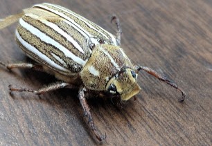 beetle