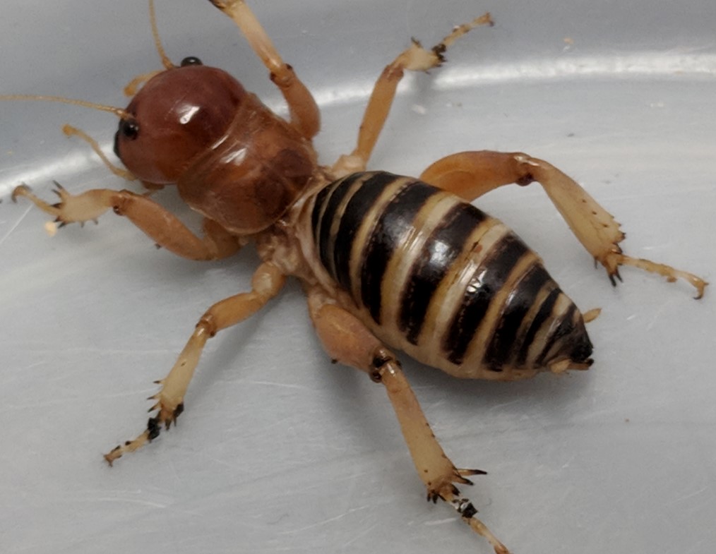 child of the earth bug