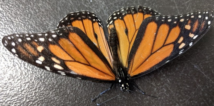 butterfly