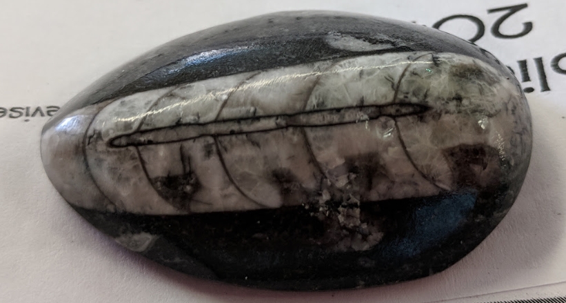polished fossil