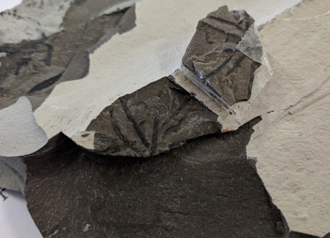 plant fossil