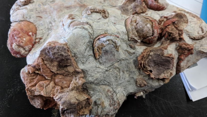 fossils