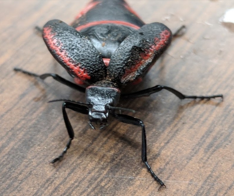 insect