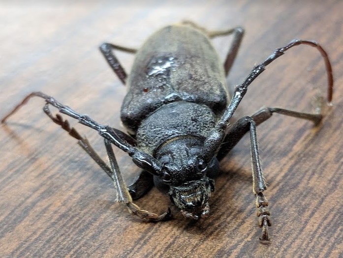 insect 4