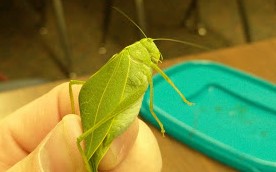leaf bug