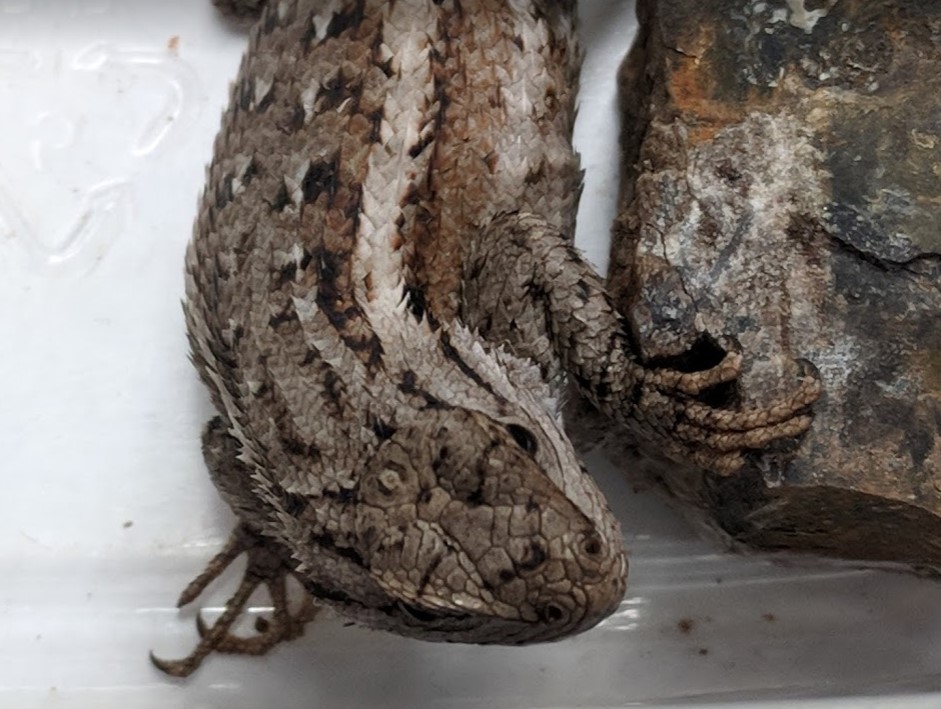 lizard