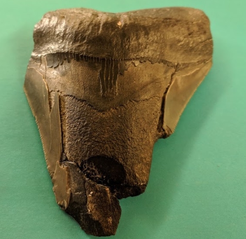 megalodon tooth