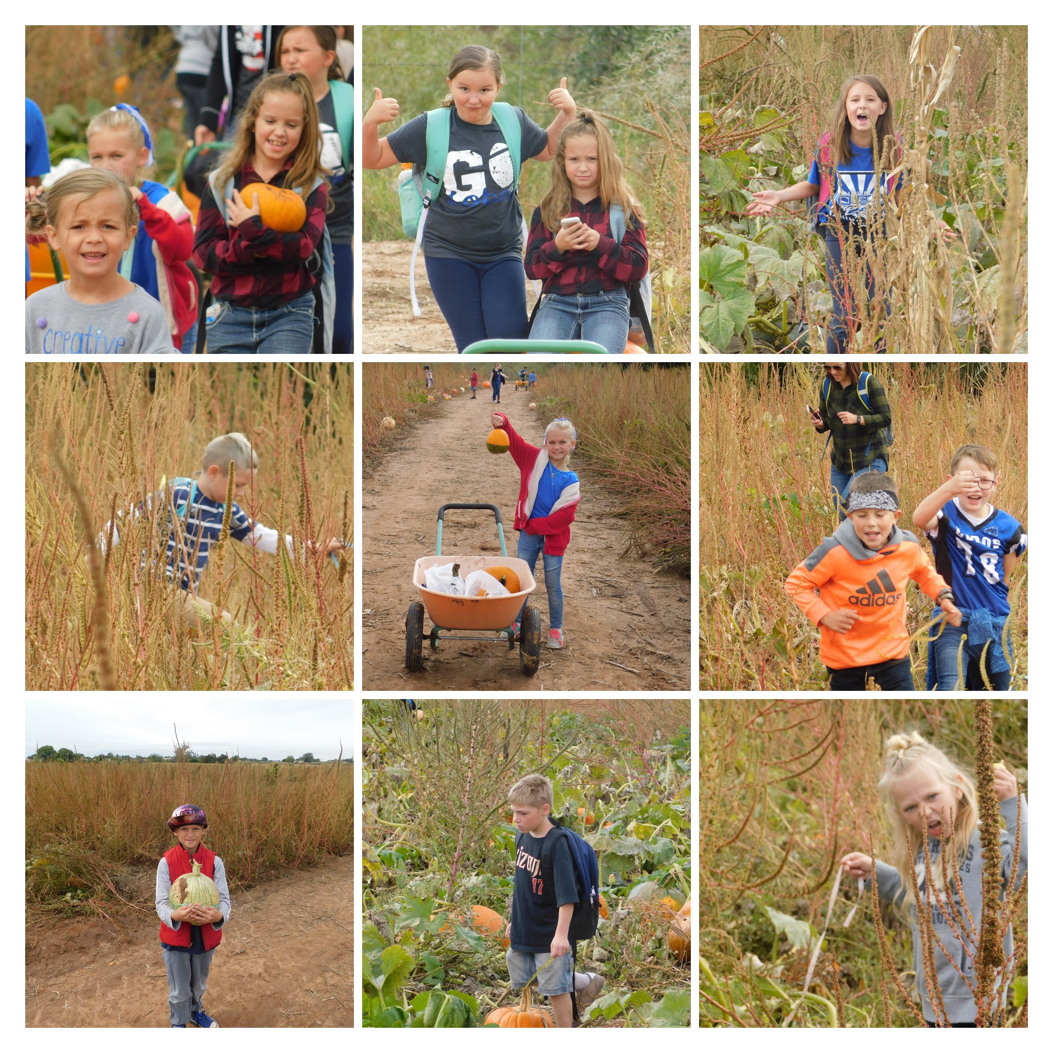 pumpkin patch