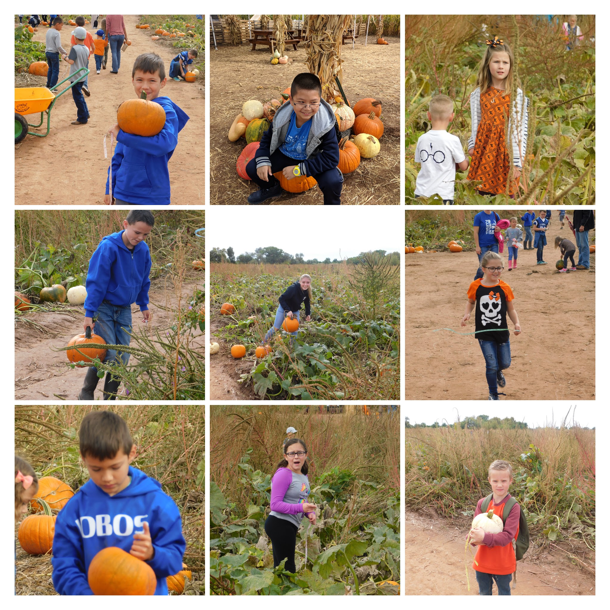 pumpkin patch 2