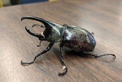 beetle