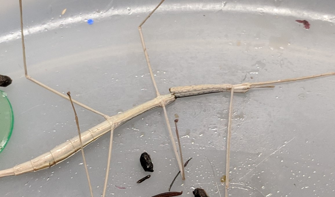 stick bug in half