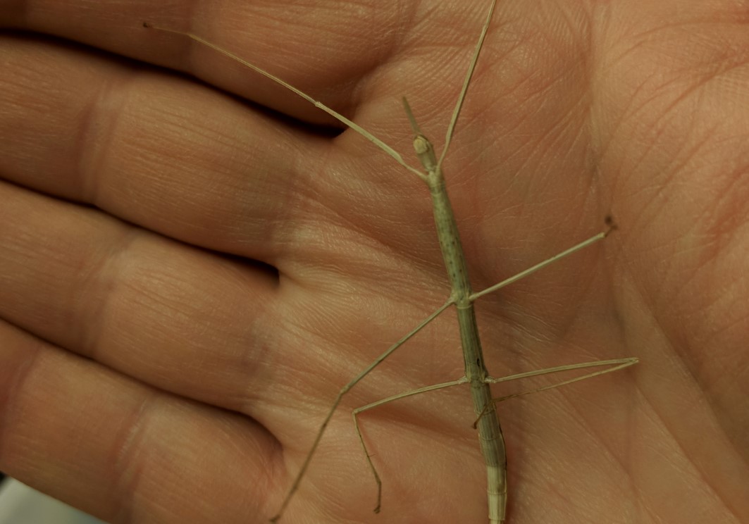 stick bug