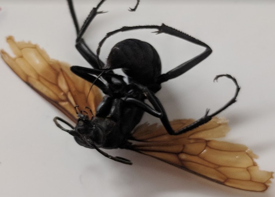 wasp