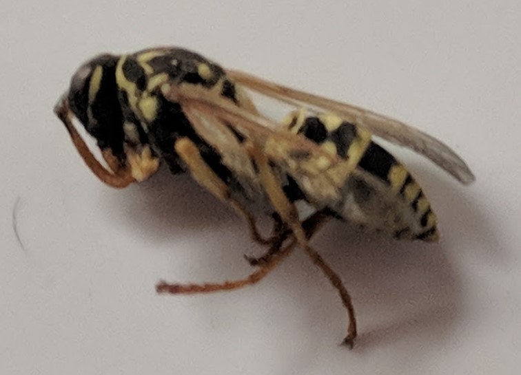 wasp 2