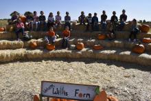 Pumpkin Patch 1