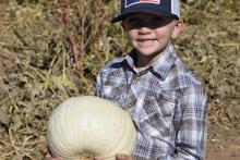 Pumpkin Patch 1