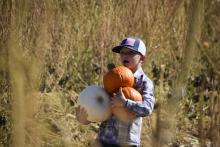 Pumpkin Patch 1